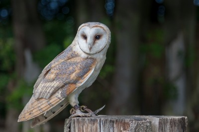 Barn Owl-1